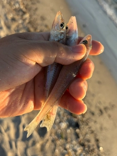 シロギスの釣果