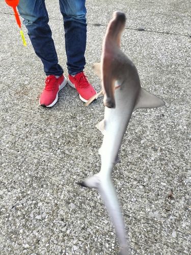 ハンマーヘッドシャークの釣果