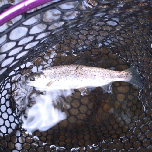 ニジマスの釣果