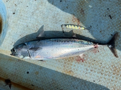 マルソウダの釣果