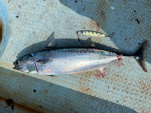 マルソウダの釣果