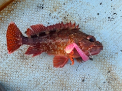 カサゴの釣果