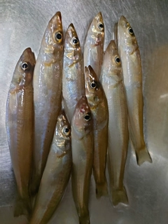 キスの釣果