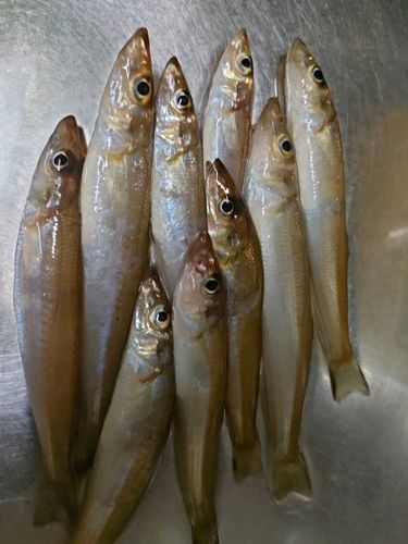 キスの釣果