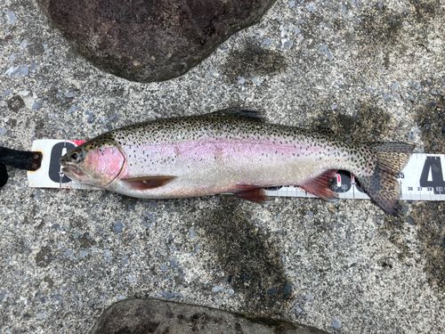 ニジマスの釣果