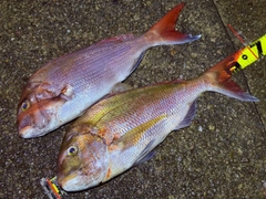 マダイの釣果