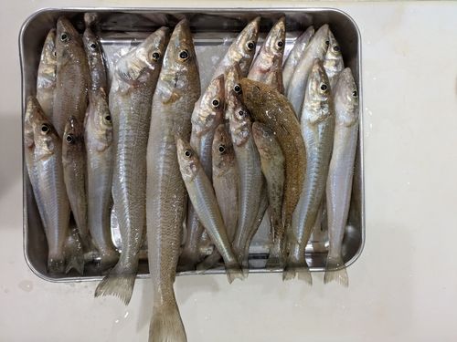 キスの釣果