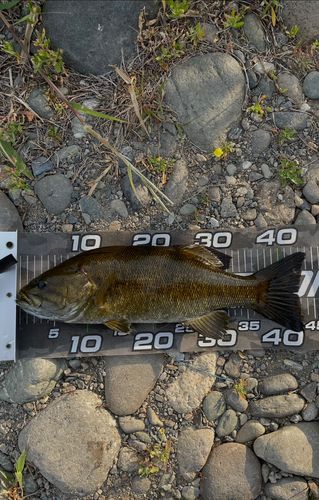 スモールマウスバスの釣果