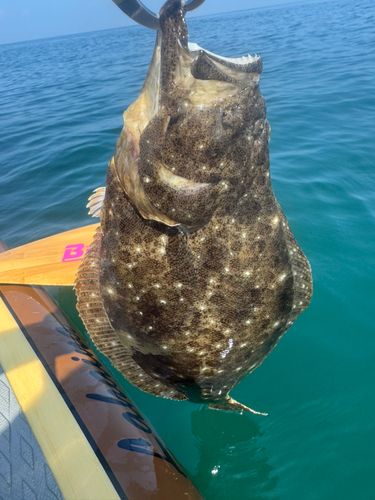 ヒラメの釣果