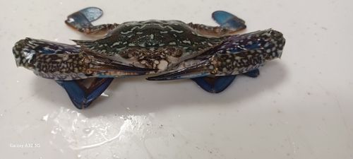 タイワンガザミの釣果