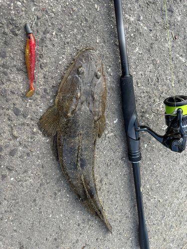 マゴチの釣果