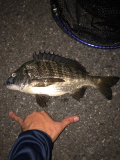 クロダイの釣果