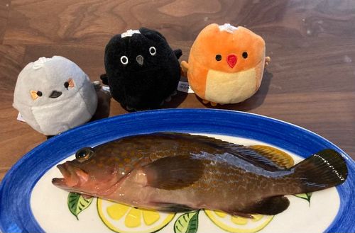 キジハタの釣果