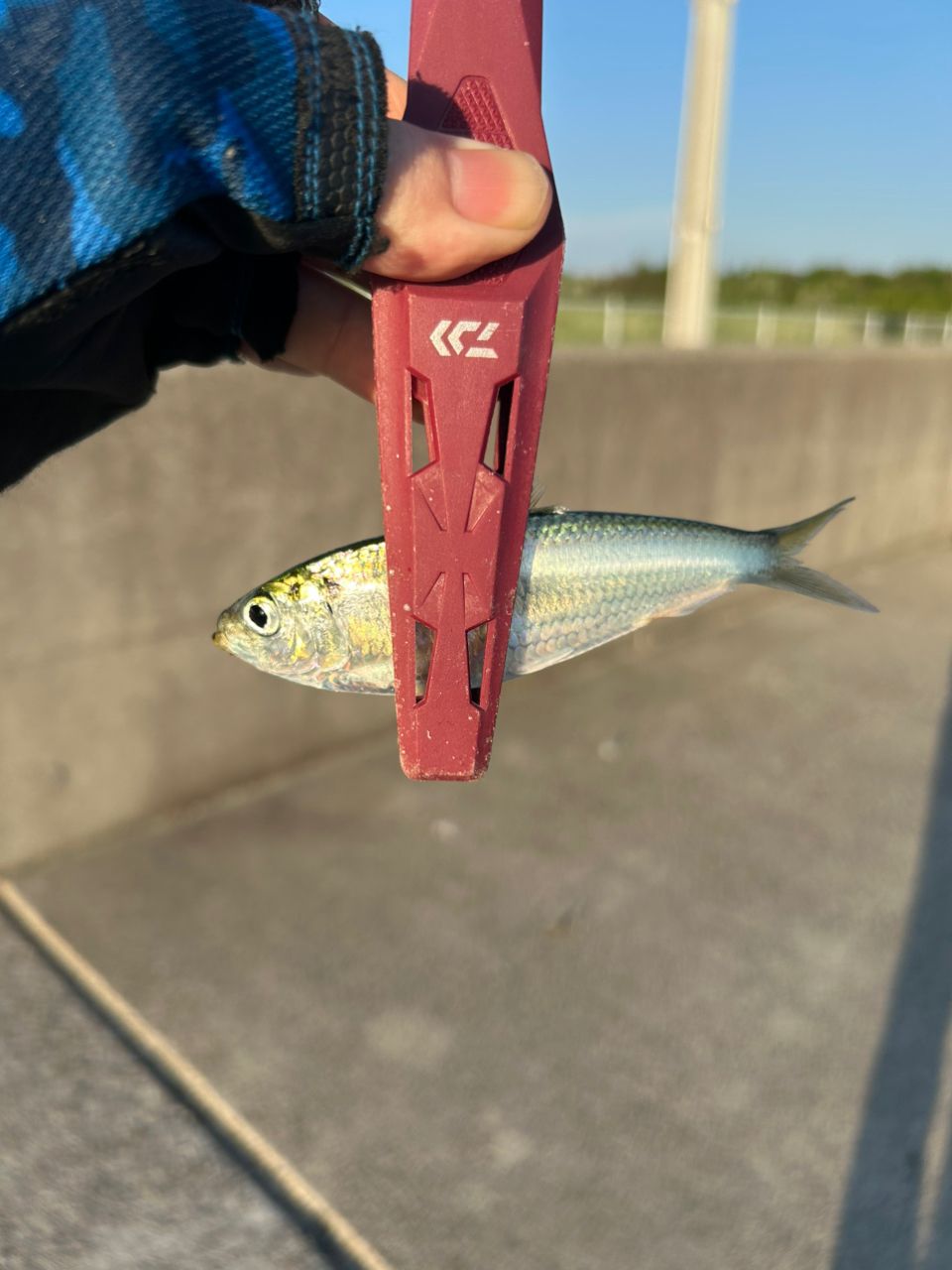 DAIWA 21シーバスハンター X 86ML・Rの最安値・インプレ・釣果 | 本音