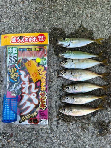 アジの釣果