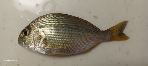 ヘダイの釣果