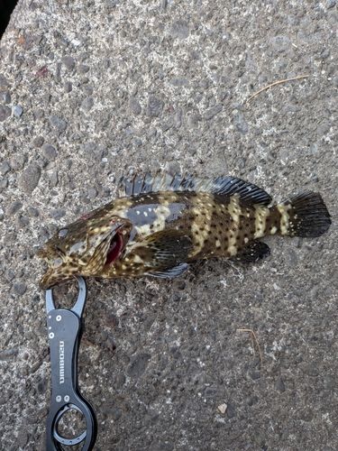 ヤイトハタの釣果