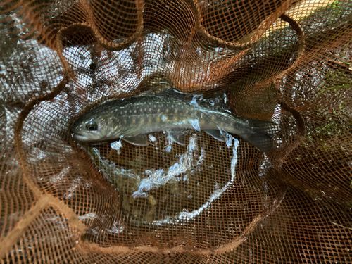 イワナの釣果