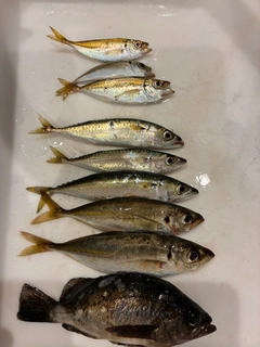 アジの釣果