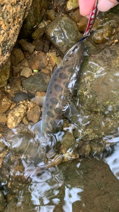 ヤマメの釣果