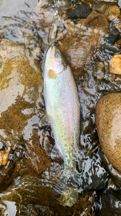 ニジマスの釣果