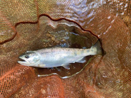 ヤマメの釣果