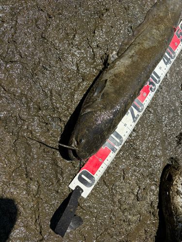 マナマズの釣果