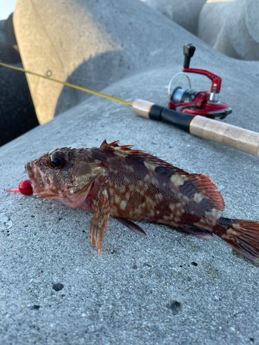 カサゴの釣果