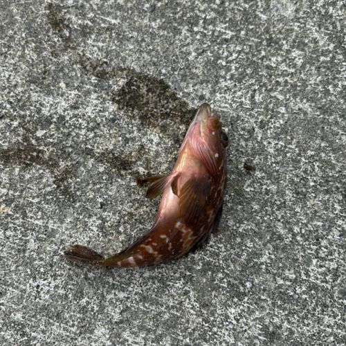 キジハタの釣果