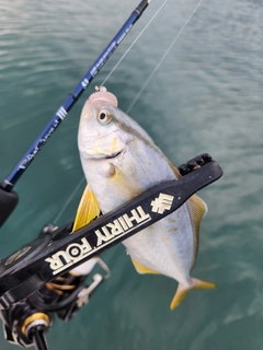 ショゴの釣果