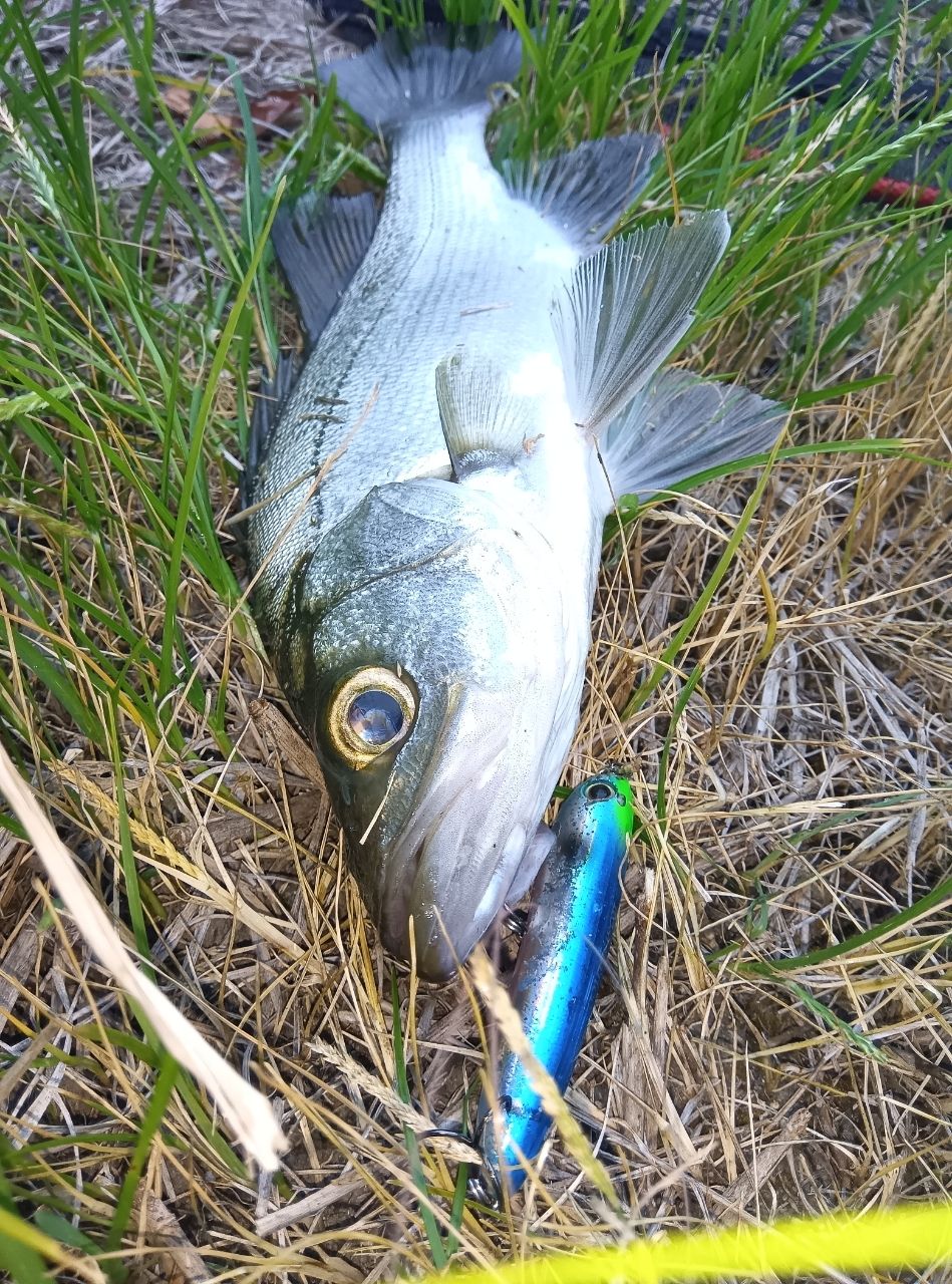 AbuGarcia ソルティースタイルメバル STMS-762ULT-KRの最安値