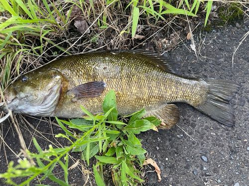 スモールマウスバスの釣果