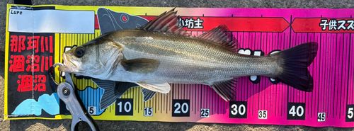フッコ（マルスズキ）の釣果