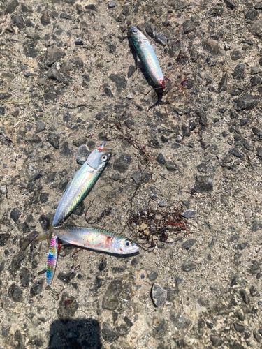 サバの釣果
