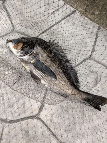 クロダイの釣果
