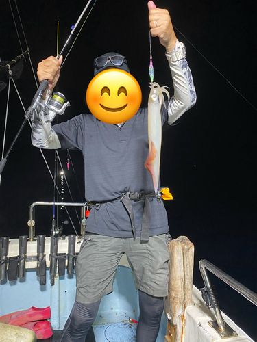 ケンサキイカの釣果
