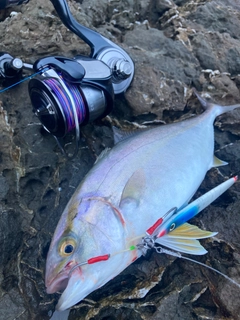 カンパチの釣果