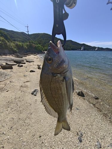 ミナミクロダイの釣果