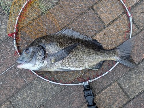 チヌの釣果