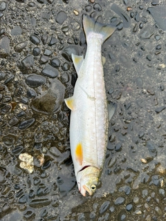 アメマスの釣果