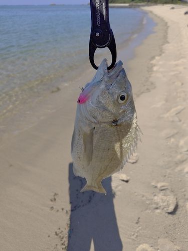 ミナミクロダイの釣果