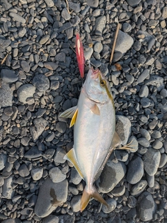 カンパチの釣果