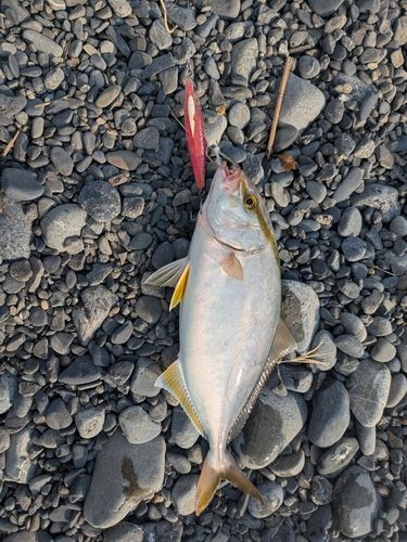 カンパチの釣果