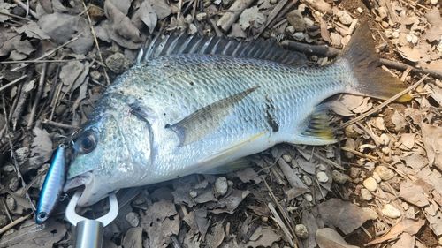 キチヌの釣果