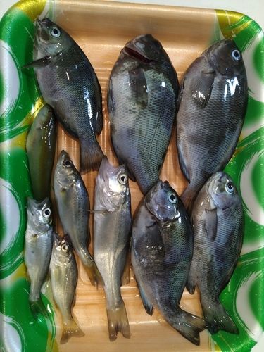 グレの釣果
