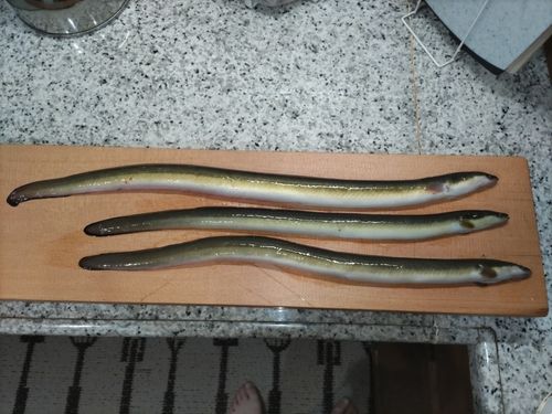 ウナギの釣果