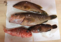 キジハタの釣果