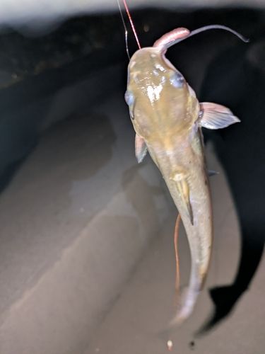 ナマズの釣果