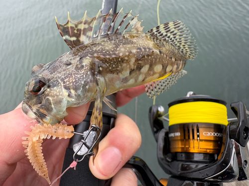 アナハゼの釣果