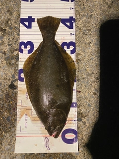 ヒラメの釣果